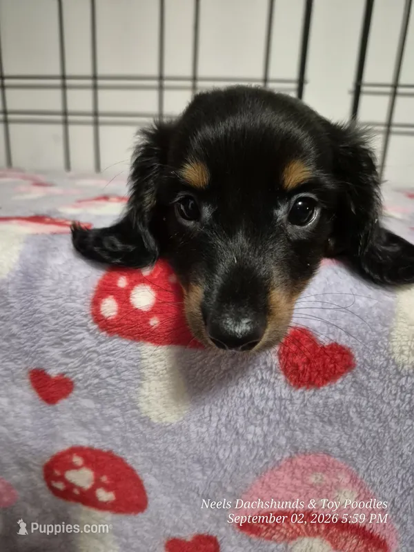 Tater – Dachshund puppy for sale in Newberry, SC