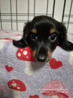 Tater, a male Dachshund for sale in Newberry, SC – 1 of 10