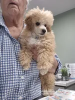 Sonny, a male Poodle - Toy  for sale in Newberry, SC – 5 of 6