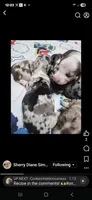 Joseph, a male Miniature Dachshund for sale in Newberry, SC – 1 of 8