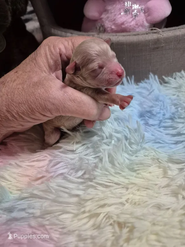 Ali – Poodle - Toy  puppy on hold in Newberry, SC