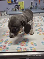 Stetson, a male Miniature Dachshund for sale in Newberry, SC – 1 of 7