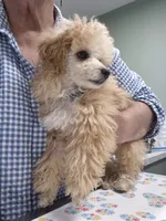 Sonny, a male Poodle - Toy  for sale in Newberry, SC – 3 of 6