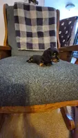 Tater, a male Dachshund for sale in Newberry, SC – 9 of 10