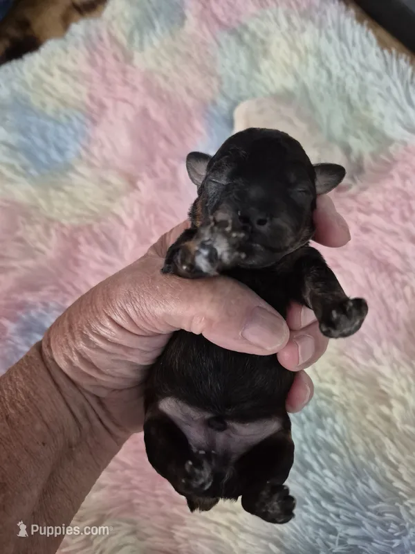 Auggie – Poodle - Toy  puppy for sale in Newberry, SC