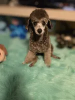 Lila, a female Poodle - Toy  for sale in Newberry, SC – 3 of 10