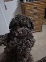 Yum Yum, a male Poodle - Toy  for sale in Newberry, SC – 5 of 5