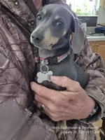 Ellie Rose, a female Miniature Dachshund and Miniature Bernedoodle for sale in Newberry, SC – 4 of 6