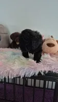 Axel, a male Poodle - Toy  for sale in Newberry, SC – 3 of 5