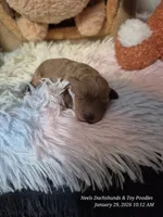 Comet, a male Poodle - Toy  for sale in Newberry, SC – Photo 2 of 10