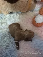 Comet, a male Poodle - Toy  for sale in Newberry, SC – Photo 5 of 10