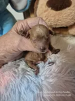 Comet, a male Poodle - Toy  for sale in Newberry, SC – Photo 10 of 10