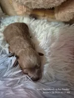 Comet, a male Poodle - Toy  for sale in Newberry, SC – Photo 8 of 10