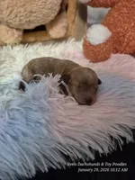 Comet, a male Poodle - Toy  for sale in Newberry, SC – Photo 1 of 10