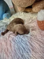 Comet, a male Poodle - Toy  for sale in Newberry, SC – Photo 3 of 10