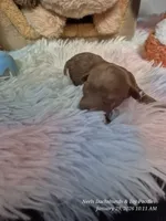 Comet, a male Poodle - Toy  for sale in Newberry, SC – Photo 7 of 10