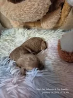 Comet, a male Poodle - Toy  for sale in Newberry, SC – Photo 4 of 10