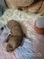 Comet, a male Poodle - Toy  for sale in Newberry, SC – Photo 6 of 10