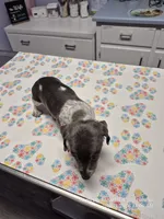 STELLA GRACE, a female Miniature Dachshund for sale in Newberry, SC – 3 of 7