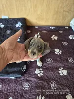 STELLA GRACE, a female Miniature Dachshund for sale in Newberry, SC – 5 of 7