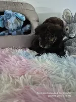 Diesel, a male Poodle - Toy  for sale in Newberry, SC – 9 of 10
