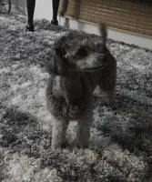 Lila, a female Poodle - Toy  for sale in Newberry, SC – 7 of 10
