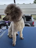Lila, a female Poodle - Toy  for sale in Newberry, SC – 9 of 10