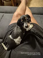 Ducky, a male Dachshund for sale in Newberry, SC – 2 of 2