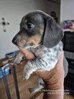 Stetson, a male Miniature Dachshund for sale in Newberry, SC – 6 of 7
