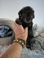 Diesel, a male Poodle - Toy  for sale in Newberry, SC – 8 of 10