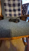 Tater, a male Dachshund for sale in Newberry, SC – 6 of 10