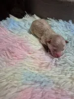 Ali, a female Poodle - Toy  for sale in Newberry, SC – Photo 4 of 5