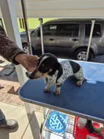 Dottie, a female Dachshund for sale in Newberry, SC – 2 of 5