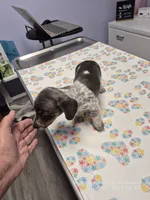 STELLA GRACE, a female Miniature Dachshund for sale in Newberry, SC – 2 of 7