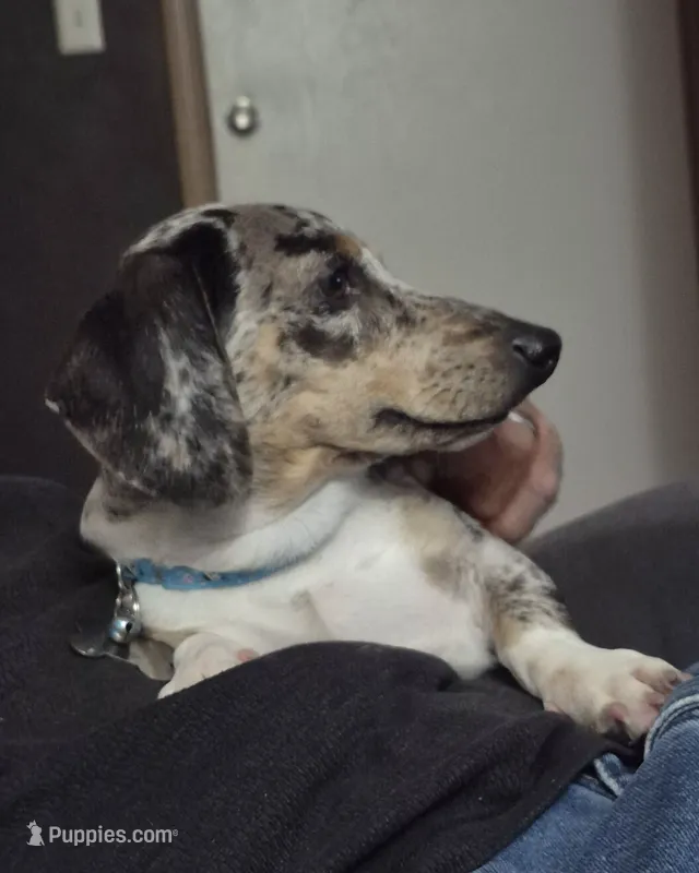 Joseph – Miniature Dachshund puppy for sale in Newberry, SC