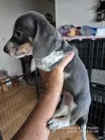 Stetson, a male Miniature Dachshund for sale in Newberry, SC – 5 of 7