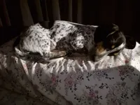 Dottie, a female Dachshund for sale in Newberry, SC – 3 of 5
