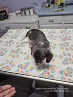 Stetson, a male Miniature Dachshund for sale in Newberry, SC – 4 of 7