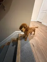 Jaz, a male Poodle - Toy  for sale in Newberry, SC – 2 of 3