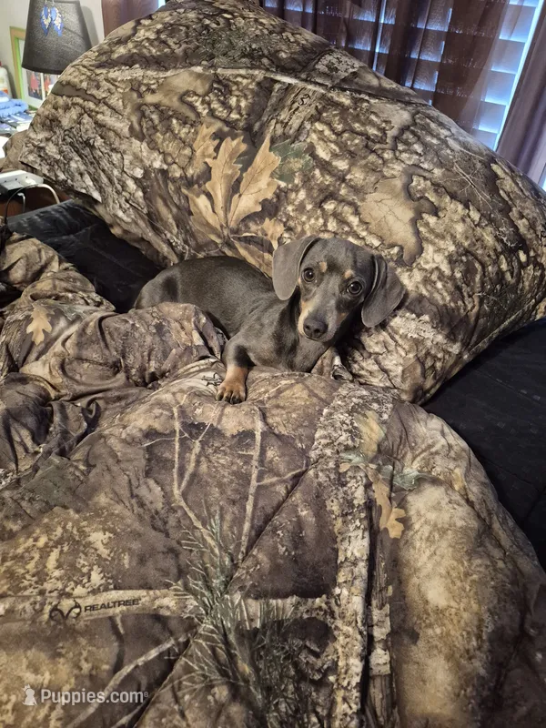 Ellie Rose – Miniature Dachshund, Miniature Bernedoodle puppy for sale in Newberry, SC