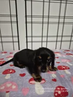 Tater, a male Dachshund for sale in Newberry, SC – 4 of 10