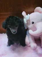 Lila, a female Poodle - Toy  for sale in Newberry, SC – 1 of 10