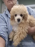 Sonny, a male Poodle - Toy  for sale in Newberry, SC – 2 of 6