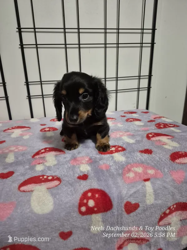 Tater – Dachshund puppy for sale in Newberry, SC