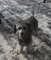 Lila, a female Poodle - Toy  for sale in Newberry, SC – 5 of 10