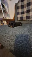 Tater, a male Dachshund for sale in Newberry, SC – 10 of 10