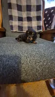 Tater, a male Dachshund for sale in Newberry, SC – 7 of 10