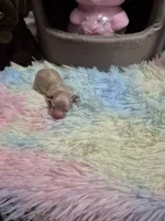 Ali, a female Poodle - Toy  for sale in Newberry, SC – Photo 3 of 5