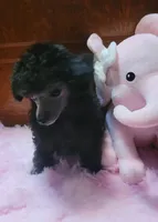 Lila, a female Poodle - Toy  for sale in Newberry, SC – 2 of 10