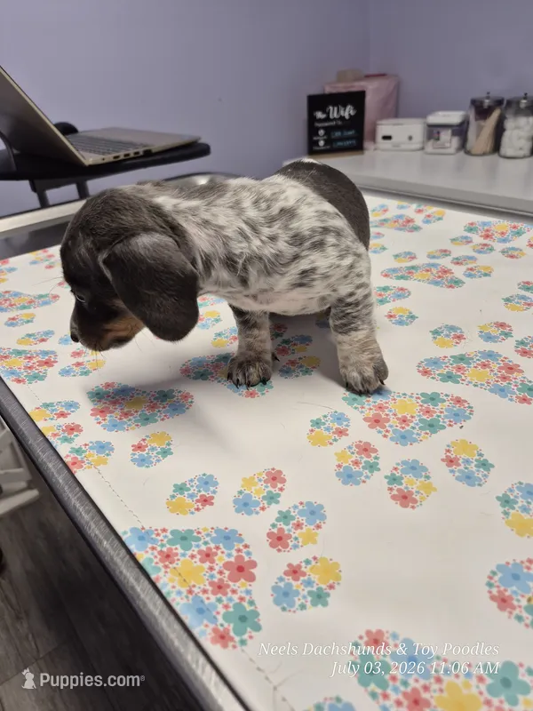 Gracie – Miniature Dachshund puppy for sale in Newberry, SC
